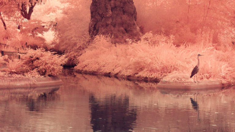 Color infrared photography
