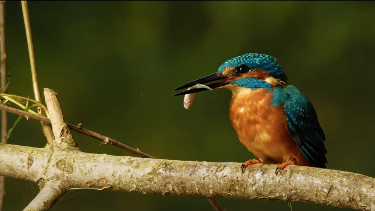 The IFFCAM: where perspectives on the living world are born